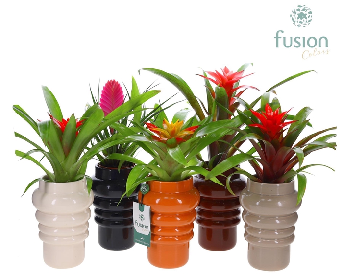 <h4>Keramiek pot met Guzmania</h4>