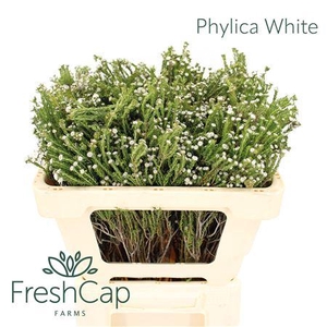 Phylica White