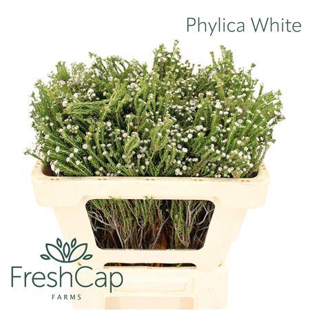 <h4>Phylica White</h4>