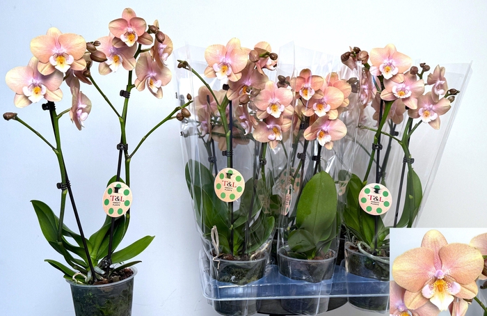 <h4>PHAL OV ORANJE</h4>