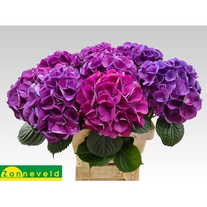 HYDRANGEA  'SAN TROPEZ'