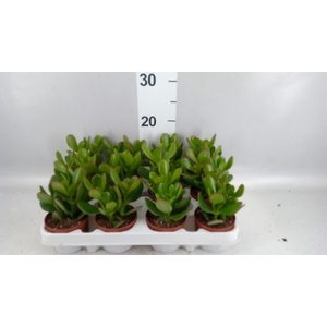 Crassula ovata