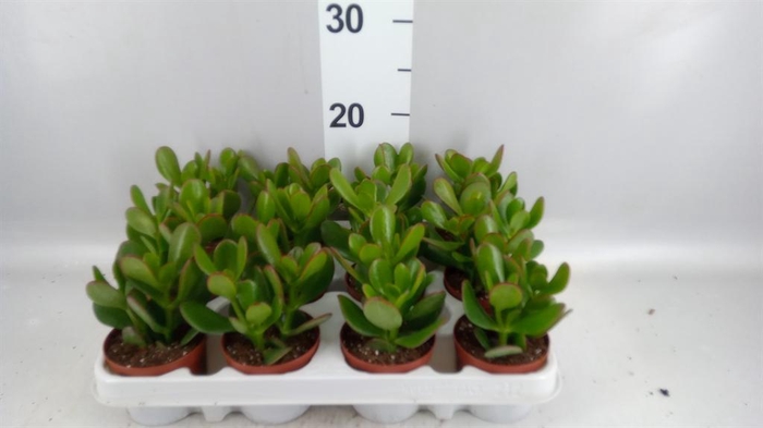 <h4>Crassula ovata</h4>