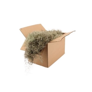 TILLANDSIA GROF