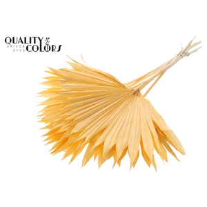 Sun Spear per stem Bleached Salmon