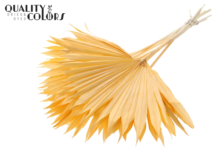 Sun Spear per stem Bleached Salmon