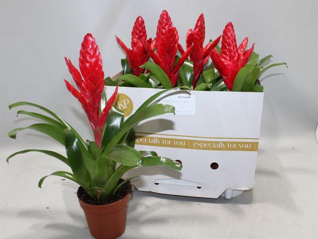 <h4>VRIESEA X POELMANII</h4>