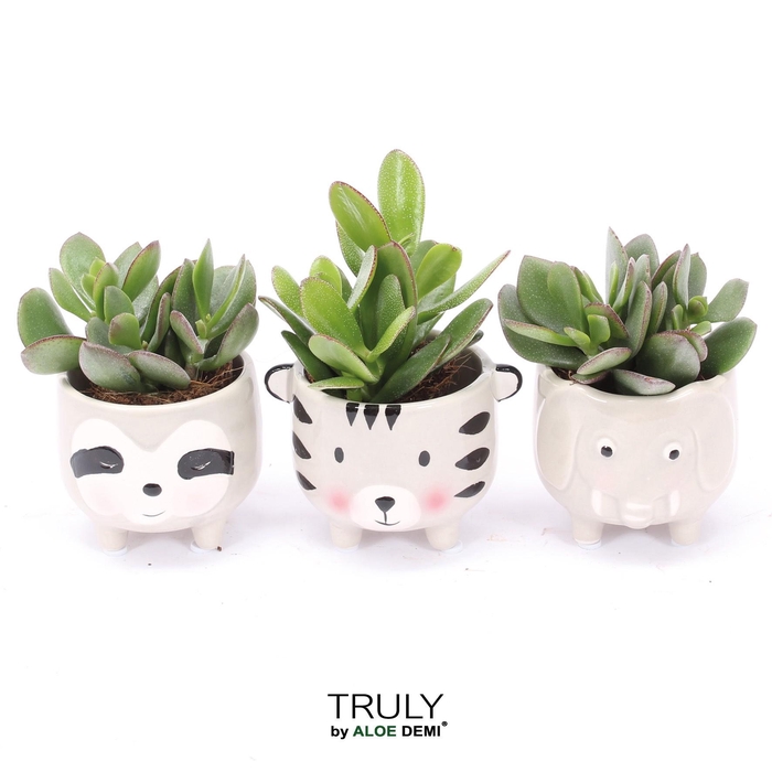 <h4>TRULY Crassula, Animal Grey</h4>