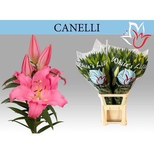 LI OR CANELLI