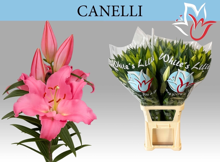 <h4>LI OR CANELLI</h4>