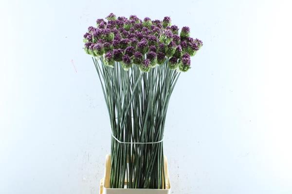 <h4>Allium Sphaerocephal (flores)</h4>
