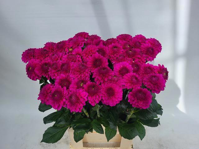<h4>DAHL BALL PURPLE FOX</h4>