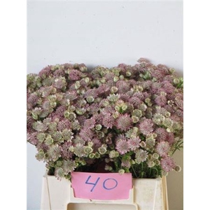 Astrantia Major Rose