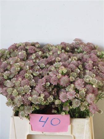 <h4>Astrantia Major Rose</h4>