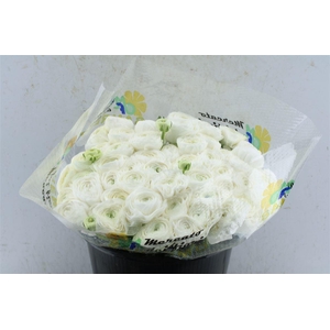 Ran Kloon Extra Polar