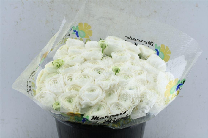 <h4>Ran Kloon Extra Polar</h4>