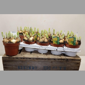 Narcis O Tete A Tete