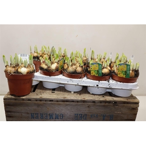 arr8 Narcis O Tete A Tete