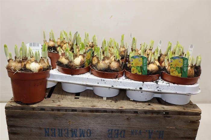 <h4>Narcis O Tete A Tete</h4>