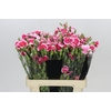 Dianthus Sp Symply Cherry