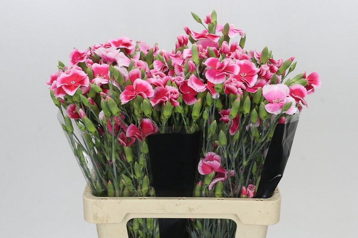 Dianthus Sp Symply Cherry