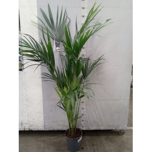 Howea forsteriana