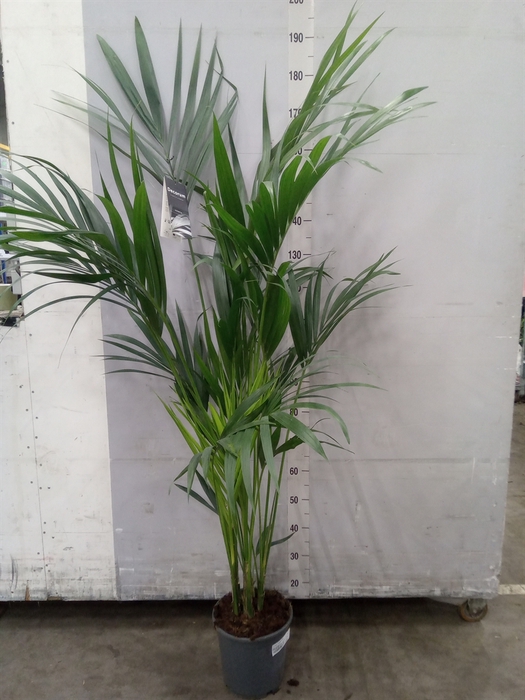 <h4>Howea forsteriana</h4>