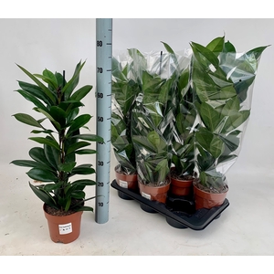 FICUS CYATHISTIPULA