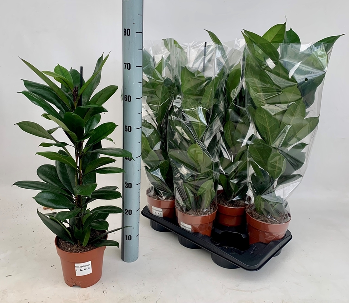 <h4>FICUS CYATHISTIPULA</h4>