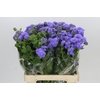 Ageratum Blue Planet