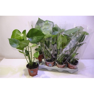 arr8 Monstera Deliciosa
