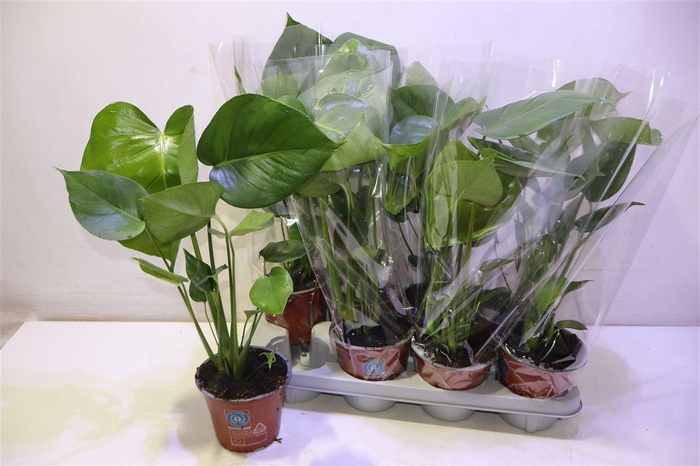 <h4>arr8 Monstera Deliciosa</h4>