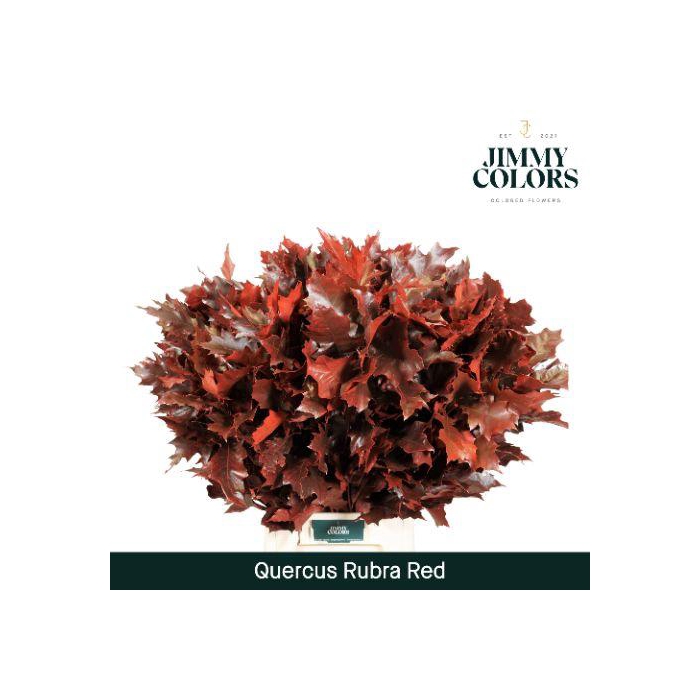 <h4>Quercus Rubra L80 Red</h4>