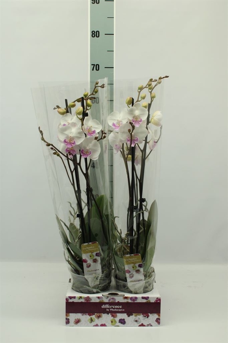 <h4>Phalaenopsis   ...</h4>