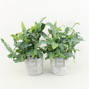 Phlebodium A Blue Star in Stone Look Pot