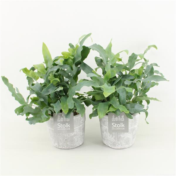 <h4>Phlebodium A Blue Star in Stone Look Pot</h4>