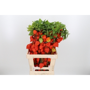 Physalis Overig