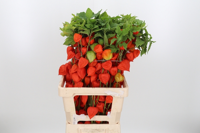 <h4>Physalis Overig</h4>
