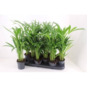 DYPSIS LUTESCENS