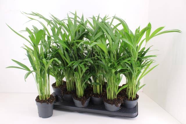 <h4>DYPSIS LUTESCENS</h4>