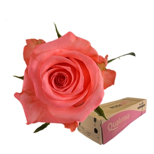 R Gr Sankara -in box