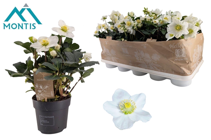 <h4>Helleborus niger Christmas Carol</h4>