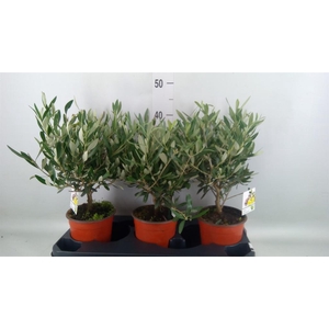 Olea europaea