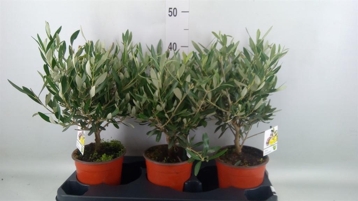 <h4>Olea europaea</h4>