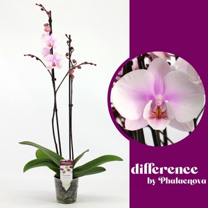 Copenhagen 2-tak 60 (GROEN)