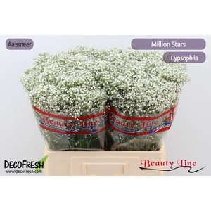 GYPS PA MILLION STAR