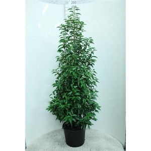 Prunus lusitanica 'Angustifolia' 175/200 P33 potgedrukt