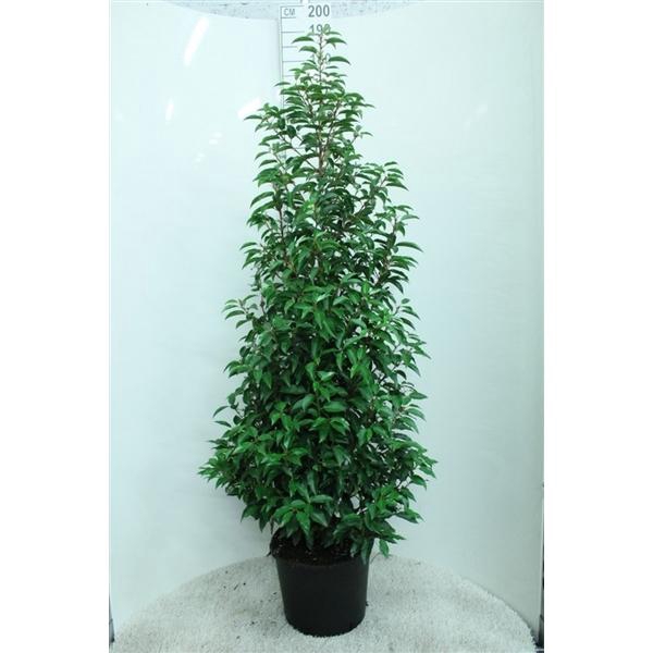 <h4>Prunus lusitanica 'Angustifolia' 175/200 P33 potgedrukt</h4>