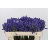 Agapanthus EYFORI Blue