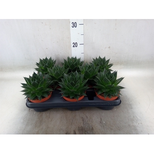 Aloe aristata 'Safari Ami'